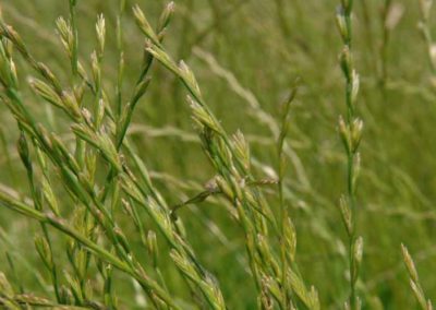 Perennial Grass Mix | Craven Bale Haylage | Pot Haw Farm