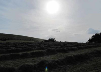 CravenBale Haylage all rowed up | Pot Haw Farm