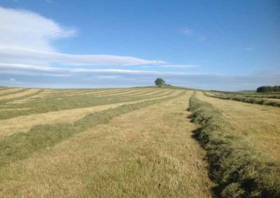 Rowed up meadows for traditional bales | CravenBale | Pot Haw Farm