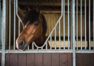 North Yorkshire Holiday Livery Stables | Pot Haw Farm