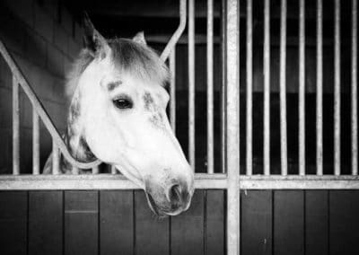 Craven Holiday Livery Stables | Pot Haw Farm