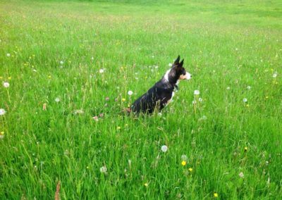 Pot Haw Farm | Lush Medows | Sheep Dog