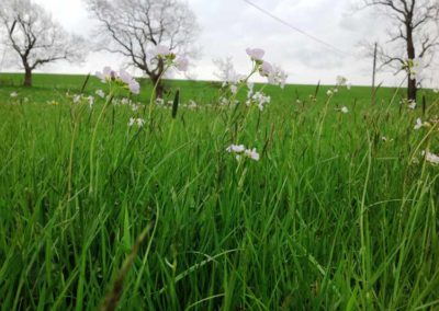 Yorkshire Meadows | CravenBale | Pot Haw Farm