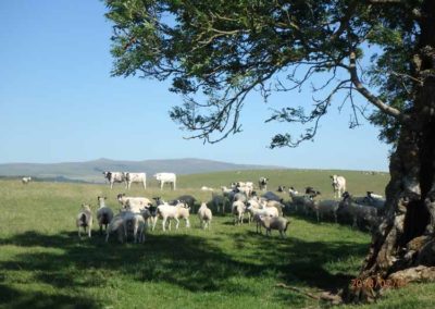 Cows & Sheep Herds | Pot Haw Farm