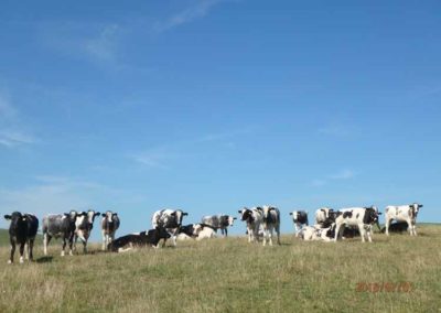 Cow Herd | Pot Haw Farm