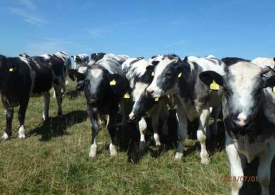 Cow Herd | Pot Haw Farm