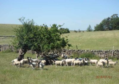 Sheep Herd | Pot Haw Farm