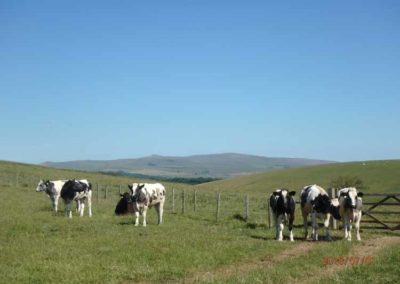 Cow Herd | Pot Haw Farm