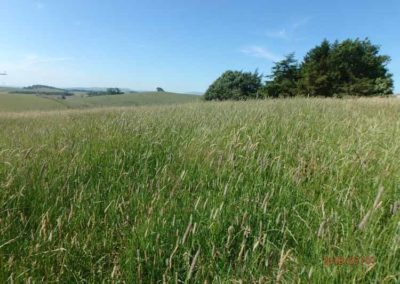 Open Meadows | Pot Haw Farm